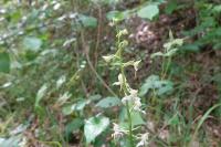 Platanthera chlorantha