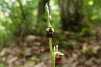 Ophrys insectifera