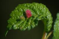 Ulmus minor