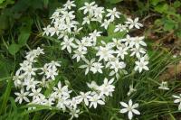 Ornithogalum divergens
