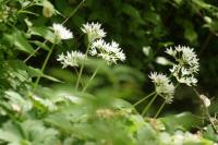 Allium ursinum