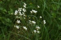 Saxifraga granulata