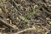 Equisetum