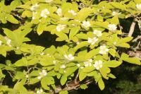 Crataegus germanica