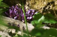 Lathraea clandestina