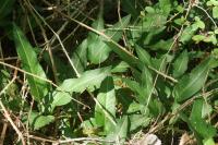 Bistorta officinalis