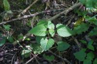 Circaea lutetiana