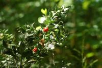 Ruscus aculeatus