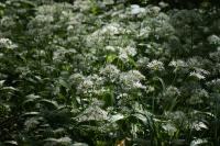Allium ursinum
