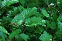 Betonica officinalis