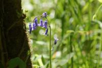 Hyacinthoides non-scripta