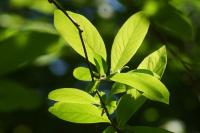 Crataegus germanica