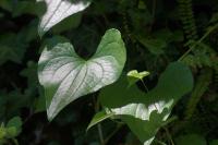 Dioscorea communis