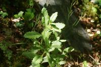 Hylotelephium telephium