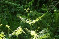 Pteridium aquilinum