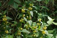 Lamium galeobdolon
