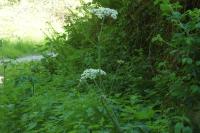 Heracleum sphondylium
