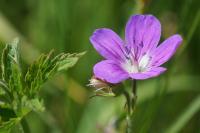 Geranium sanguineum