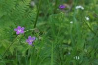 Geranium sanguineum
