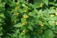Lamium galeobdolon