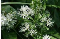 Allium ursinum