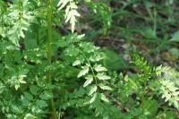 Cardamine impatiens
