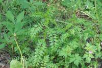 Cardamine impatiens