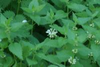 Lamium album