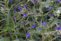Aegonychon purpurocaeruleum