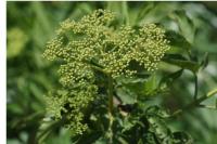 Sambucus nigra