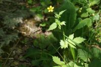 Geum urbanum