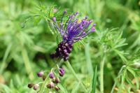 Muscari comosum