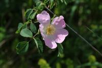 Rosa canina