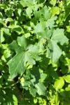 Bryonia dioica