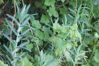 Euphorbia lathyris