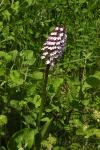 Orchis purpurea