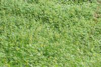Lamium galeobdolon