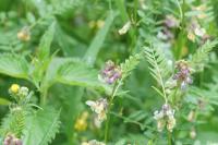 Vicia sepium