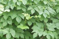 Humulus lupulus