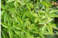 Parthenocissus quinquefolia