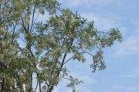Robinia pseudoacacia