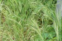 Anisantha sterilis