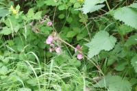 Silene dioica