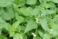 Lamium album