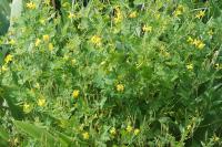 Chelidonium majus