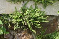 Asplenium trichomanes