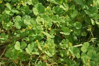 Medicago arabica