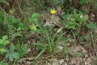 Tragopogon pratensis