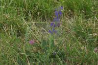 Salvia pratensis