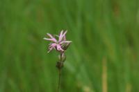 Lychnis flos-cuculi